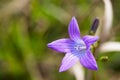 Bluebell flower Campanula Patula} close up shot Royalty Free Stock Photo