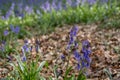 Bluebell flower in focus in foreground. In the background, carpet of wild bluebells amidst trees at Ashridge. Royalty Free Stock Photo