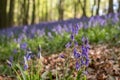 Bluebell flower in focus in foreground. In the background, carpet of wild bluebells amidst trees at Ashridge. Royalty Free Stock Photo