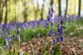 Bluebell flower in focus in foreground. In the background, carpet of wild bluebells amidst trees at Ashridge. Royalty Free Stock Photo