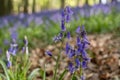 Bluebell flower in focus in foreground. In the background, carpet of wild bluebells amidst trees at Ashridge. Royalty Free Stock Photo