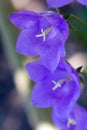 Bluebell flower in the garden