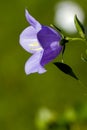 Bluebell flower in the garden