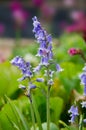 Bluebell flower in the garden Royalty Free Stock Photo