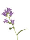 Bluebell flower, isolated on a white background Royalty Free Stock Photo