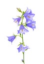 Bluebell flower is isolated on a white background