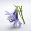 bluebell flower on white Royalty Free Stock Photo
