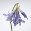 bluebell flower on white Royalty Free Stock Photo