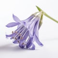 bluebell flower on white Royalty Free Stock Photo