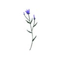 Bluebell flower. Wild blue bell on stem with leaf. Blooming bellflower. Delicate Campanula, floral plant. Botanical flat