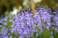 Bluebell flowers in a backyard garden in spring. Scilla siberica flowering plants growing in a secluded and remote park Royalty Free Stock Photo