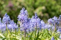 Flowers Scilla litardierei