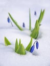 Bluebell flowers in the snow Royalty Free Stock Photo