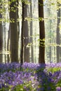 Bluebell flowers in spring forest Royalty Free Stock Photo