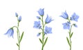 Bluebell flowers. Vector illustration. Royalty Free Stock Photo