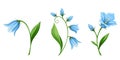 Bluebell flowers. Vector illustration. Royalty Free Stock Photo