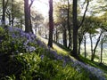 Bluebell flowers on wooded hillside