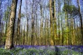 Bluebell forest Royalty Free Stock Photo