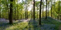 Bluebell Forest.