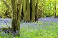 Bluebell Forest | Bluebells | Ancient Woodland Royalty Free Stock Photo