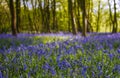 Bluebell forest Royalty Free Stock Photo