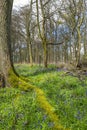 Bluebell forest in the spring Royalty Free Stock Photo
