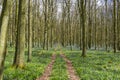 Bluebell forest in the spring Royalty Free Stock Photo