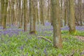 Bluebell forest in the spring Royalty Free Stock Photo