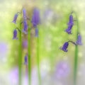 Bluebell forest wildflower Royalty Free Stock Photo