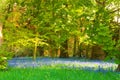 Bluebell glade Royalty Free Stock Photo