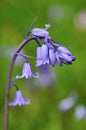 Bluebell Hyacinthoides hispanica Royalty Free Stock Photo