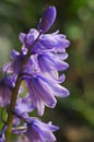 Bluebell Hyacinthoides hispanica Royalty Free Stock Photo