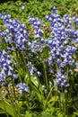 Bluebell hyacinthoides non scripta