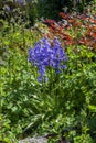 Bluebell hyacinthoides non scripta