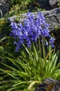 Bluebell hyacinthoides non scripta