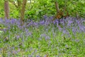 Bluebells, Secret Gardens, How Hill, Ludham, Norfolk, England, UK Royalty Free Stock Photo