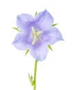 Bluebell isolated on a white background, closeup