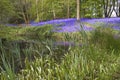 Bluebell lake Royalty Free Stock Photo