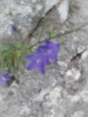 Bluebell leans over rocks in the swiss alps. Collection edible plants. Healing power on my menu Royalty Free Stock Photo