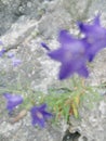 Bluebell leans over rocks in the swiss alps. Collection edible plants. Healing power on my menu Royalty Free Stock Photo