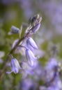 Bluebell Macro