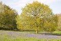 Bluebell meadow