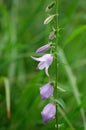 Bluebell meadow