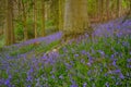 Bluebell meadow in the English Countryside