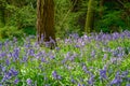 Bluebell meadow in the English Countryside