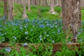 Bluebell Memorial Royalty Free Stock Photo