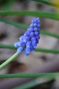 Bluebell muscari grape hyacinth flower Royalty Free Stock Photo