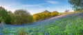 Bluebell Panorama below Roseberry Topping Royalty Free Stock Photo