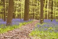 Bluebell path Royalty Free Stock Photo