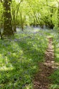 Bluebell Path Royalty Free Stock Photo